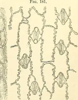 An illustration from The microscope and its revelations (1856)