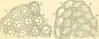 An illustration from The microscope and its revelations (1856)