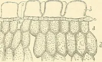 An illustration from The microscope and its revelations (1856)