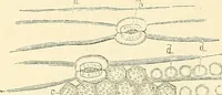 An illustration from The microscope and its revelations (1856)