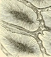 An illustration from The microscope and its revelations (1856)