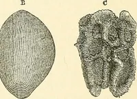An illustration from The microscope and its revelations (1856)