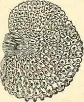 An illustration from The microscope and its revelations (1856)