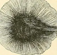 An illustration from The microscope and its revelations (1856)