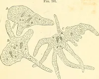 An illustration from The microscope and its revelations (1856)
