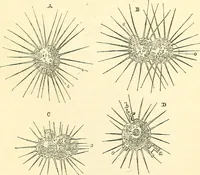An illustration from The microscope and its revelations (1856)