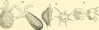An illustration from The microscope and its revelations (1856)