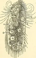 An illustration from The microscope and its revelations (1856)