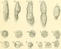An illustration from The microscope and its revelations (1856)