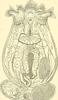 An illustration from The microscope and its revelations (1856)