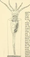 An illustration from The microscope and its revelations (1856)