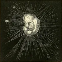 An illustration from The microscope and its revelations (1856)