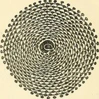 An illustration from The microscope and its revelations (1856)