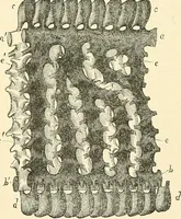 An illustration from The microscope and its revelations (1856)