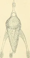 An illustration from The microscope and its revelations (1856)