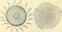 An illustration from The microscope and its revelations (1856)