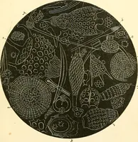 An illustration from The microscope and its revelations (1856)