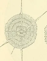 An illustration from The microscope and its revelations (1856)