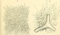 An illustration from The microscope and its revelations (1856)