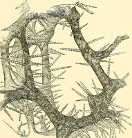 An illustration from The microscope and its revelations (1856)