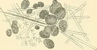 An illustration from The microscope and its revelations (1856)