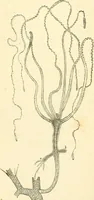 An illustration from The microscope and its revelations (1856)