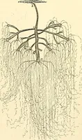 An illustration from The microscope and its revelations (1856)