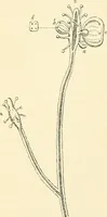 An illustration from The microscope and its revelations (1856)