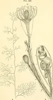 An illustration from The microscope and its revelations (1856)