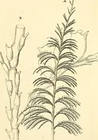 An illustration from The microscope and its revelations (1856)