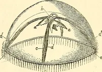 An illustration from The microscope and its revelations (1856)