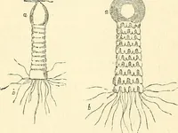 An illustration from The microscope and its revelations (1856)