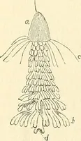 An illustration from The microscope and its revelations (1856)