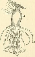 An illustration from The microscope and its revelations (1856)