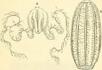 An illustration from The microscope and its revelations (1856)