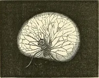 An illustration from The microscope and its revelations (1856)