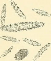 An illustration from The microscope and its revelations (1856)