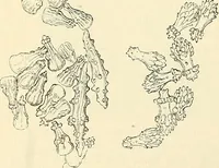 An illustration from The microscope and its revelations (1856)