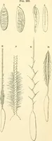 An illustration from The microscope and its revelations (1856)