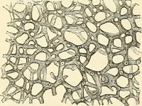 An illustration from The microscope and its revelations (1856)