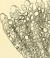 An illustration from The microscope and its revelations (1856)