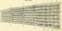 An illustration from The microscope and its revelations (1856)