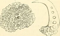 An illustration from The microscope and its revelations (1856)