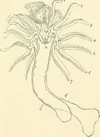 An illustration from The microscope and its revelations (1856)