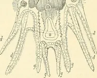 An illustration from The microscope and its revelations (1856)