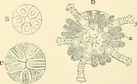 An illustration from The microscope and its revelations (1856)