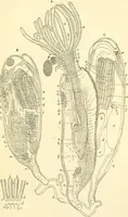 An illustration from The microscope and its revelations (1856)