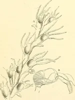 An illustration from The microscope and its revelations (1856)
