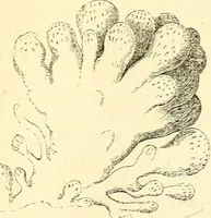 An illustration from The microscope and its revelations (1856)