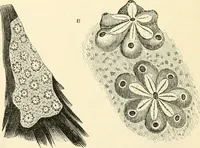 An illustration from The microscope and its revelations (1856)